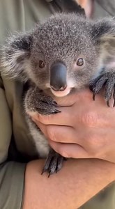 I’ve officially decided to quit my job and become a professional koala cuddler. Does anyone know if they’re hiring? 🐨💼 #koalacuddles #wildliferescue #dailydoseofcute #naturelovers #purejoy | The Daily Koala Show