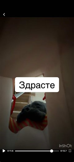 Любопытная мордаха #американскийбулли #булли #собака #смешнаясобака #пакет