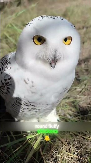 This Fluffy Snowy Owl Smiles When Pet — You’ll Fall in Love Instantly!#animals