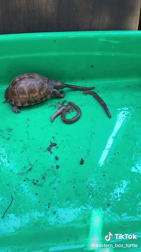 Eastern Box Turtle on TikTok