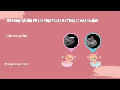 Desarrollo de los órganos reproductivos en la embriogénesis