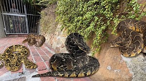 Catching four deadly Puff Adders. #herpsza #snakes #herping #wildlife #nature | Tyrone Ping - Herpetofauna of Southern Africa