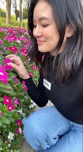 Beautiful Vinca Flowers Blooming vlog #vlog #shorts
