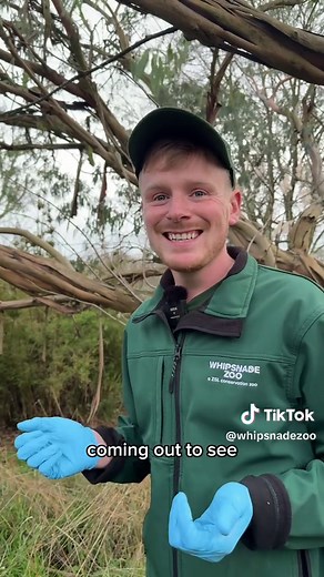 Red Panda Family: Combatting Climate Change Together