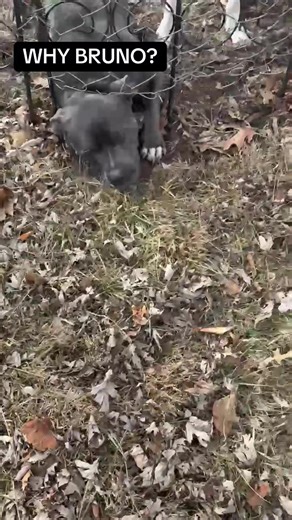 Understanding Bruno's Escapes: A Pitbull's Journey