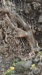 Грунтовые воды из источников, которые текут: стоковое видео (без лицензионных платежей), 3644105365 | Shutterstock