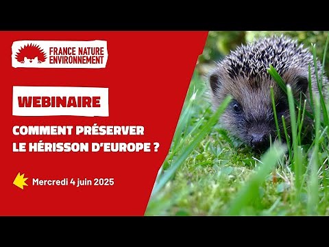 [Webinaire] Le hérisson d'Europe, mieux le connaître pour mieux le protéger