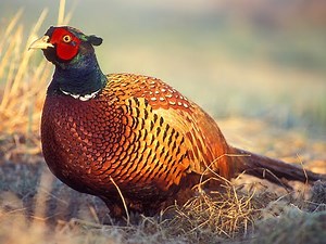 اطلااق الفزن البري Ringneck Pheasant