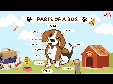 Learn the Parts of a Dog| Flashcards for Kids | English Vocabulary| Animal Body Parts