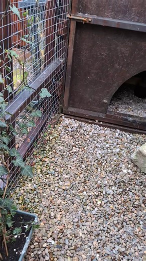 1.3K views · 18 reactions | Such a stunner  | Owls Lives Matter | Facebook