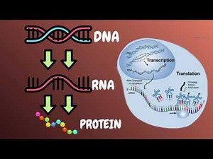 From DNA to Proteins | Understanding the Central Dogma of Molecular Biology