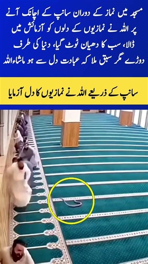 A Test of Faith: Snake Appears During Prayer 🐍