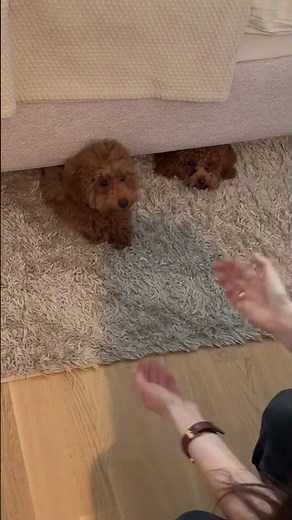 Dogs Play Hide and Seek Under Bed