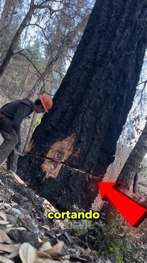 After cutting down this giant tree, something unbelievable happens 🫢🤭😱