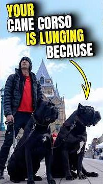 Why Your Cane Corso Is Lunging & Reactive #dog #canecorso #shorts