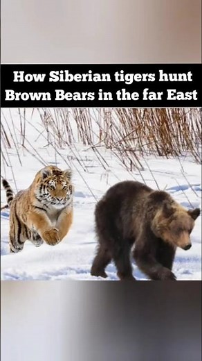 How Siberian tigers hunt Ussuri Brown Bears in the far East of Russia & China!
