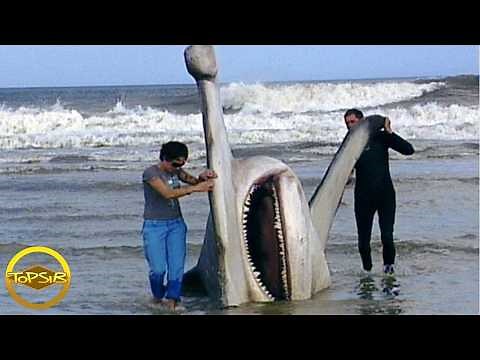 Jerung Terbesar dan Paling Rare Pernah Dijumpai di Dunia!