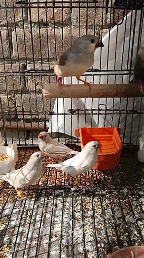 CFW Split Pastel Charcoal Zebra Finch 🐤 | Rare Mutation