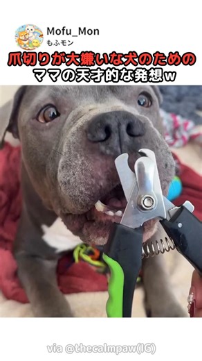 爪切り嫌いな犬のためにママが作った天才発明ｗ