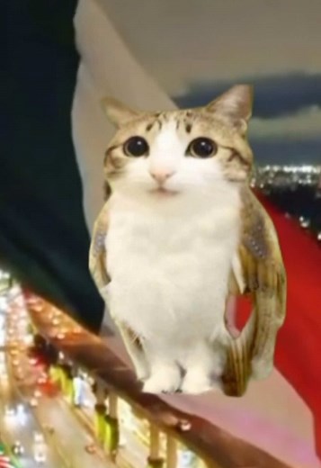 Discover Fascinating Cat Facts from Mexico