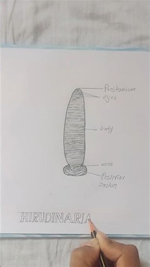 Hirudinaria Diagram How to Hirudinaria Diagram #shorts #vairal #drawing #art #circlelinearts#zoology