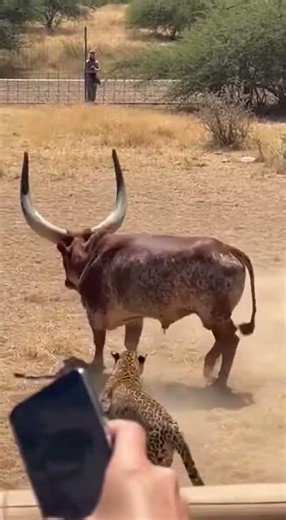 Cow vs 2 Leopards at the Zoo — She Sent Both Flying 😱 #shorts