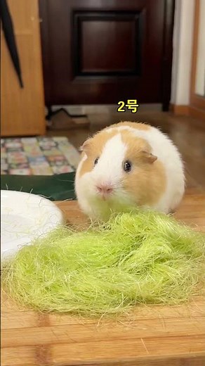 Which one is Pig Girl’s real cry? It’s really hard to choose. Pig Girl’s pet has become a spirit