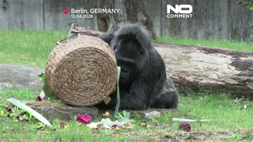 Germany marks 69th birthday of zoo’s oldest gorilla