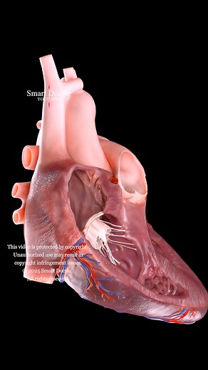 The Pump That Runs Your Life | Heart Anterior Cross Section 🫀 . . The human heart is a vital organ that pumps blood throughout the body, supplying oxygen and nutrients while removing carbon dioxide and waste products. Here are some key points about the human heart: Anatomy: The heart has four chambers: two upper atria and two lower ventricles. The right side pumps deoxygenated blood to the lungs, while the left side pumps oxygenated blood to the rest of the body. Valves: There are four main val