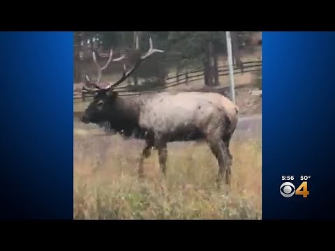 Bull Elk Charges Car In Colorado