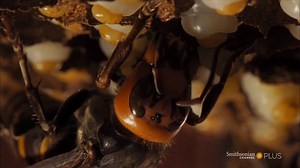 1.3K views · 23 reactions | This giant hornet queen is spawning an...