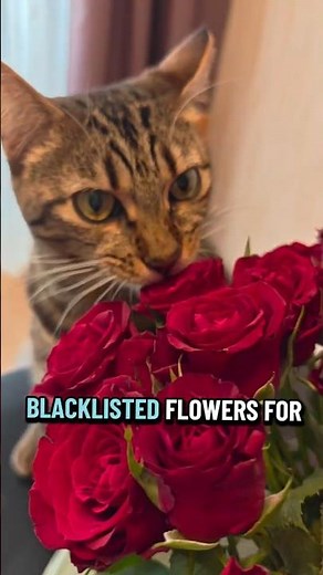 Flowers That Can Harm Your Cat — Never Gift These! #cat #cathealth #catlove #petcare #catvideos