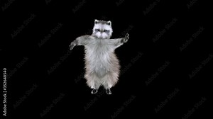 raccoon Dance CG fur 3d rendering animal realistic CGI VFX Animation Loop composition 3d mapping cartoon, with Alpha matte