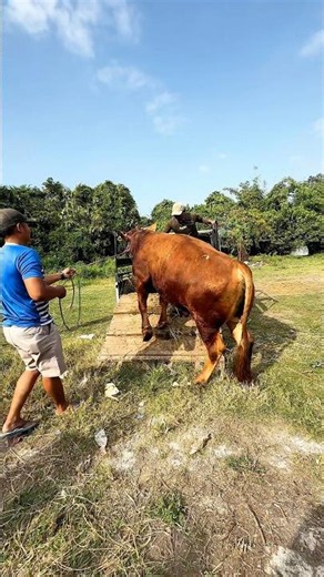 BARU TURUN MOBIL, DI AMBIL 30 JUTA🔥 #transaksi #sapi #cepat #deal #murah #viral #shorts #fyp