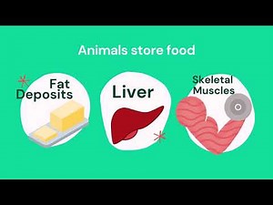 CSEC Review Biology - Module 3 - Topic 14 - Food Storage