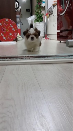 도도도도도도
