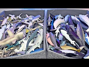 Sharks VS Whales & Dolphin Toys Collection - Great White Shark, Humpback Whale, Dlophin, Hammerhead