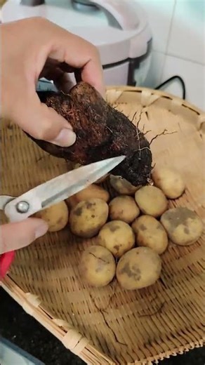 Ru 488677 mini rotary tillage and ridging all-in one tree 🌲 short view