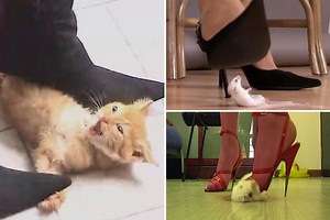 Dogs & cats squashed to death by ‘crush goddesses’ for sex pervs' pleasure