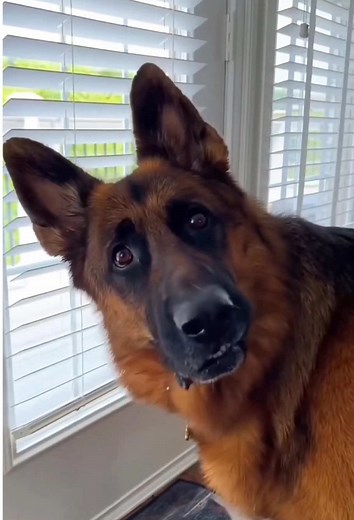 Funny Border Collie#funnydog #dogs #doglover #dogsoftiktok #foryou