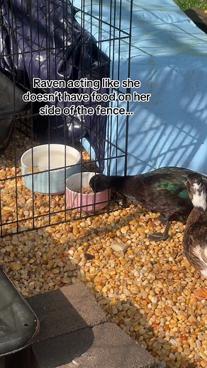 Quirky Pet Ducks Feeding on Grass | Duck Fun