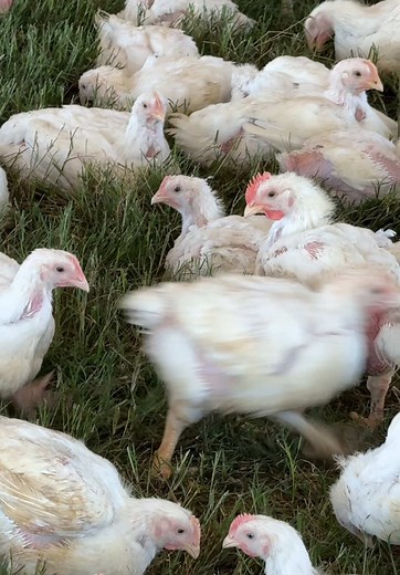 Chickens Living Their Best Life on Pasture