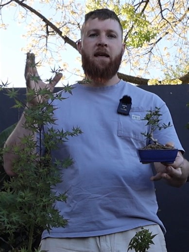 We live in a world of instant gratification… but bonsai doesn’t work like that. You can’t rush age, character, or good structure. Sometimes the best thing you can do is let your tree grow- even if it doesn’t look “Instagram perfect” for a while. Constant pruning, tiny pots too soon… these are some of the biggest mistakes I see. I break down the 5 biggest bonsai mistakes in my latest YouTube video. If you want better trees long-term, this one’s worth watching 🌱 Link in BIO!!! . . . . #bonsai ##b