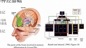 【神经语言学文献阅读】第一语言和第二语言中词汇及语法的神经基础：陈述性-程序性模型