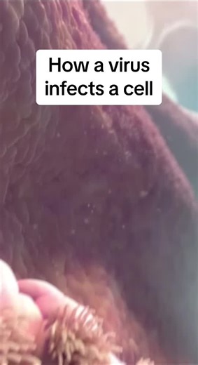 Understanding Virus Infection: Unlocking the Secrets