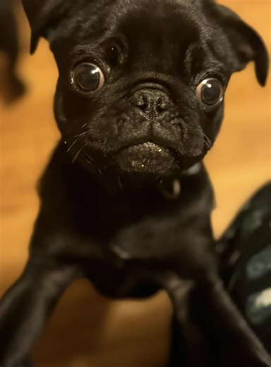 I tried to do an AI of Beans dancing, and this was what I got😂😂😂😂 Honestly the little divas don’t like to sit still for pictures unless there are treats involved #pugsoftiktok #happypuppy #cuteanimals #ai #babypug