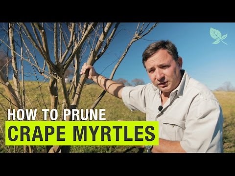 Prune Crape Myrtles