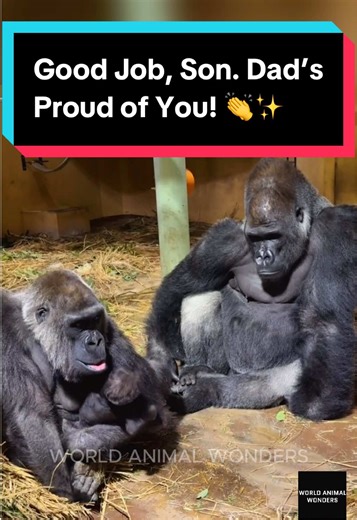 Genki's Baby Gorilla Reaches New Milestones