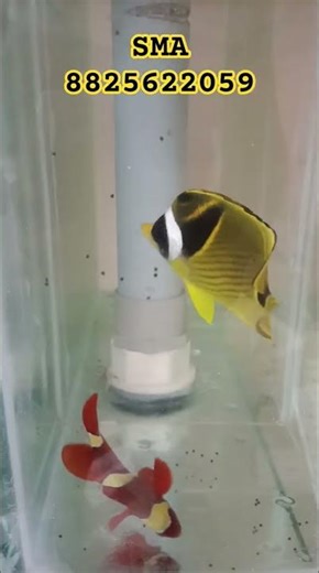 Raccoon butterfly pellet feeding condition only giving to customers 🤝 #fishkeepinghobby #fish #SMA