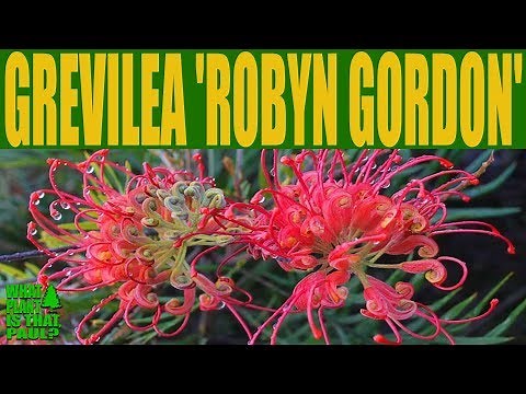 Grevillea 'Robyn Gordon' • Australian Native Plants